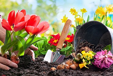 Gardens: Nurturing Physical and Ment