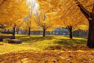 Branches to Gold: The Path of Resour